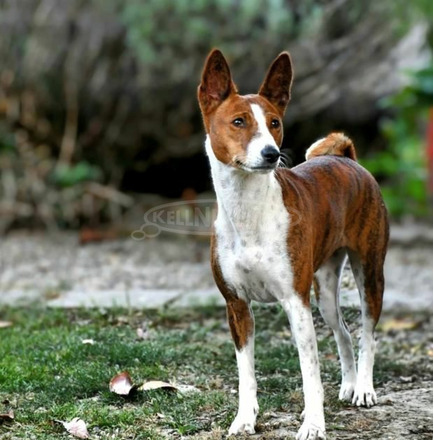 Basenji kiskutyák eladók - 12/12