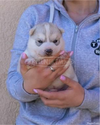 szibériai husky kölykök - 2/11