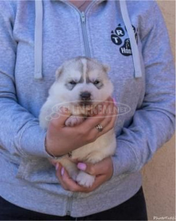 szibériai husky kölykök - 4/11