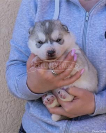szibériai husky kölykök - 5/11