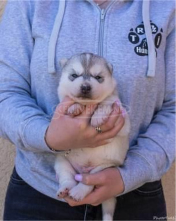 szibériai husky kölykök - 6/11