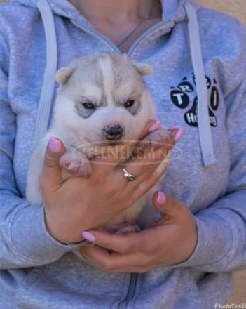 szibériai husky kölykök - 7/11