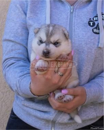 szibériai husky kölykök - 8/11