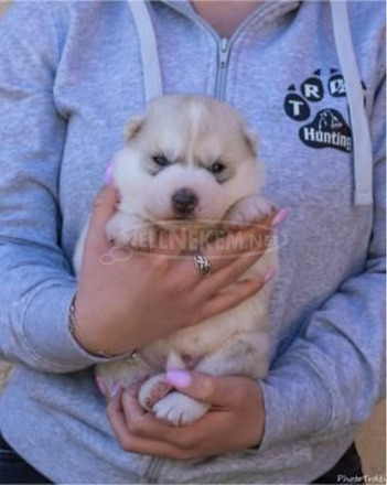 szibériai husky kölykök - 9/11