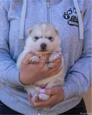 szibériai husky kölykök - 10/11