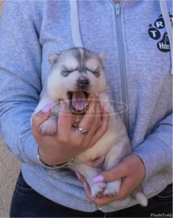 szibériai husky kölykök - 11/11