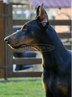 Doberman kölykök