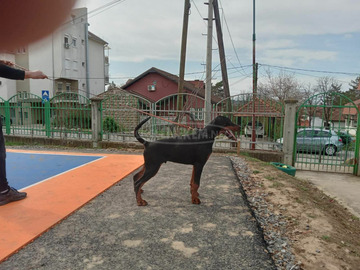 Doberman kölykök