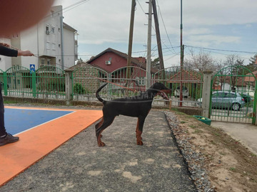 Doberman kölykök