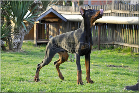 Doberman kölykök - 4/10