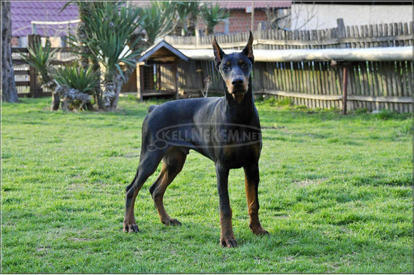 Doberman kölykök - 5/10