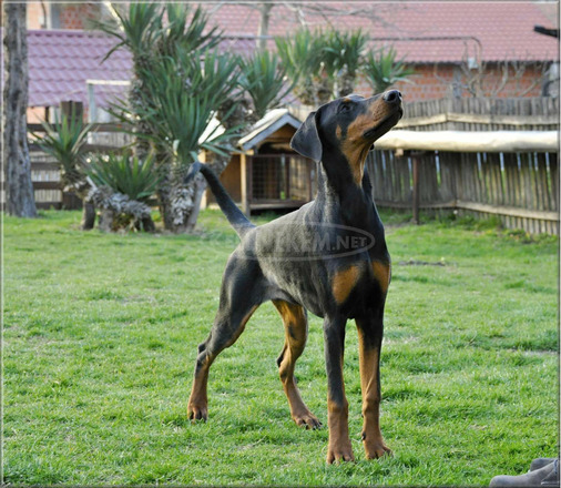 Doberman kölykök - 7/10