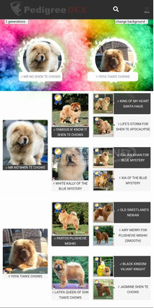 Chow Chow kiskutyák eladók - 1/9