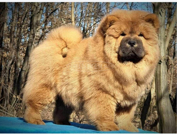 Chow Chow kiskutyák eladók - 2/9