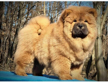 Chow Chow kiskutyák eladók