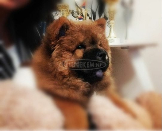 Chow Chow kiskutyák eladók - 5/9