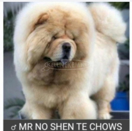 Chow Chow kiskutyák eladók - 9/9