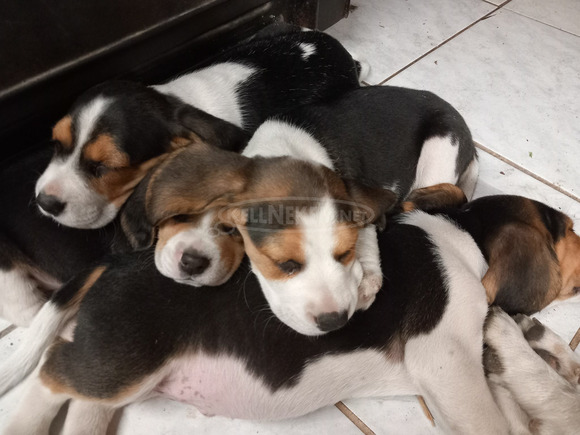 Eladó Beagle kiskutya - 1/9