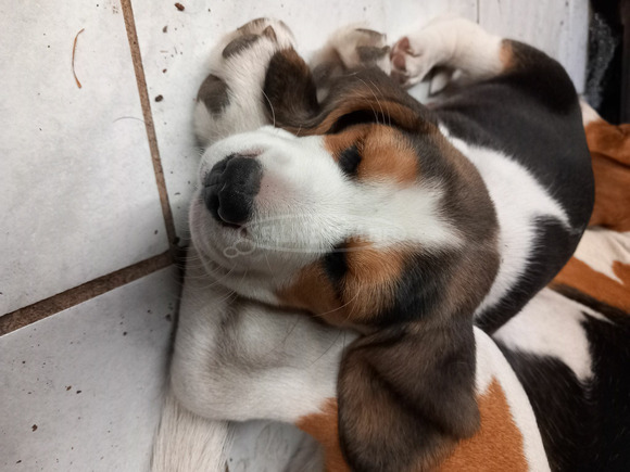 Eladó Beagle kiskutya - 5/9