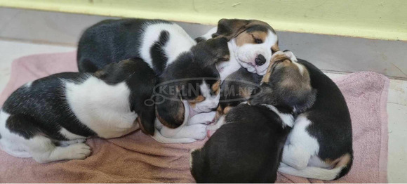 Eladó Beagle kiskutya - 7/9
