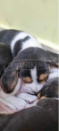 Eladó Beagle kiskutya - 8/9