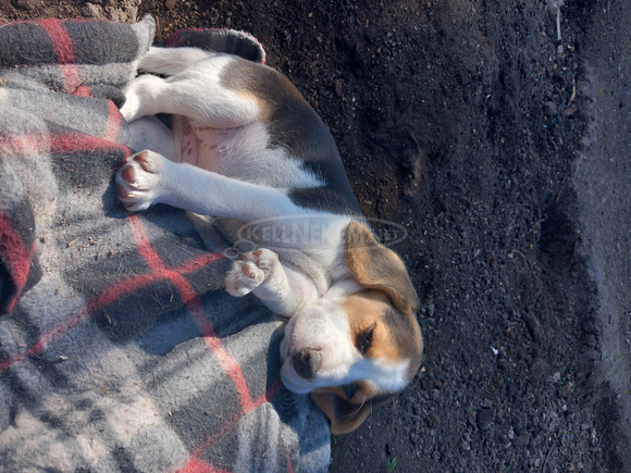 Eladó Beagle kiskutya - 9/9