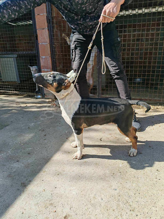 Bullterrier kiskutyák eladók - 4/5