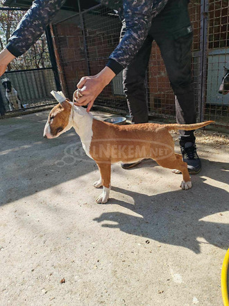 Bullterrier kiskutyák eladók - 5/5