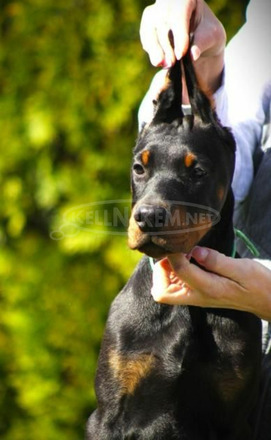 Doberman kiskutyák eladók - 1/11