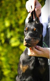 Doberman kiskutyák eladók