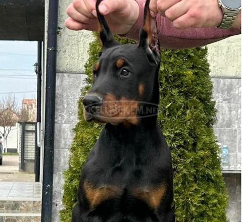 Doberman kiskutyák eladók - 2/11