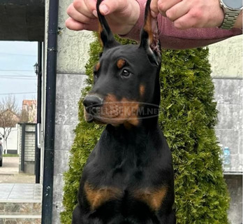 Doberman kiskutyák eladók