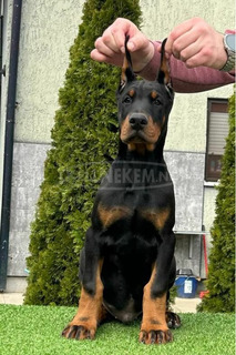 Doberman kiskutyák eladók