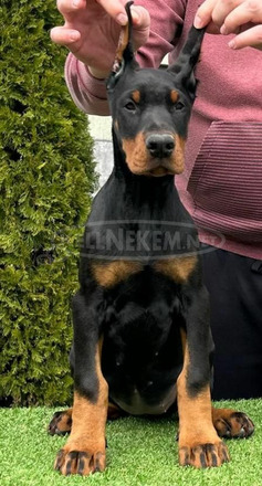 Doberman kiskutyák eladók - 4/11