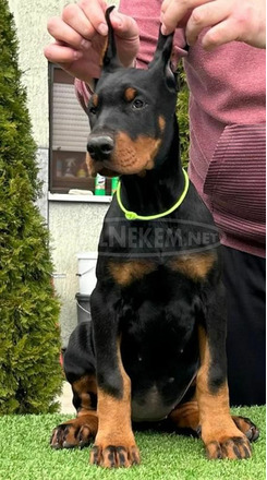 Doberman kiskutyák eladók - 5/11