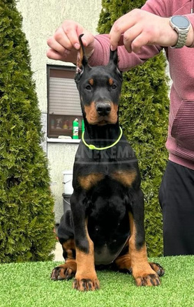 Doberman kiskutyák eladók - 6/11