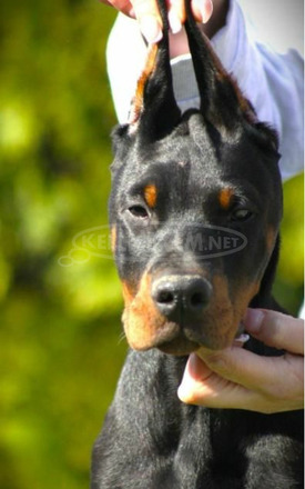 Doberman kiskutyák eladók - 7/11