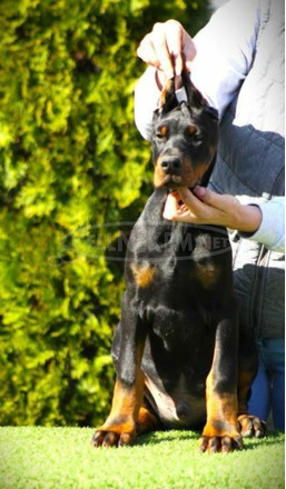 Doberman kiskutyák eladók - 8/11