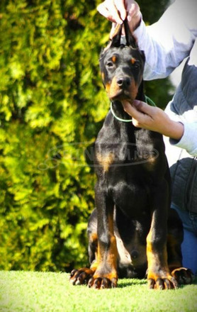 Doberman kiskutyák eladók - 9/11