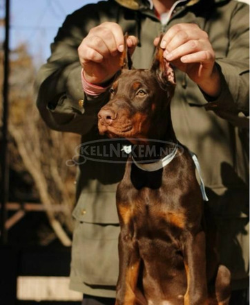 Doberman kiskutyák eladók - 10/11