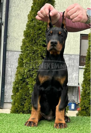 Doberman kiskutyák eladók - 11/11
