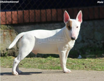 Mini bullterrier kölykök