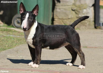 Mini bullterrier kölykök