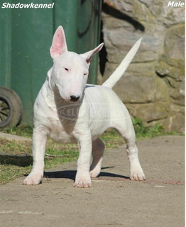 Mini bullterrier kölykök