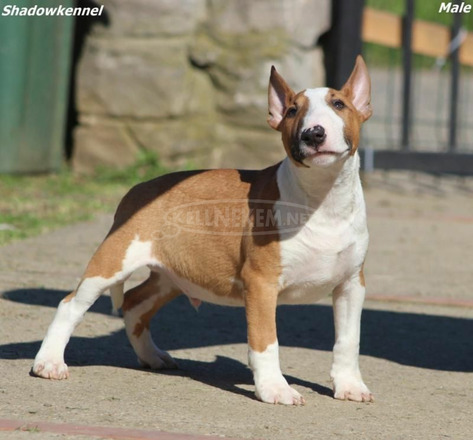Mini bullterrier kölykök - 4/7