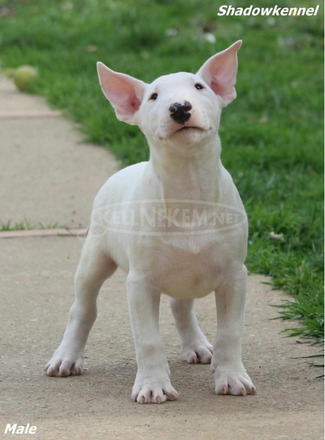 Mini bullterrier kölykök - 5/7