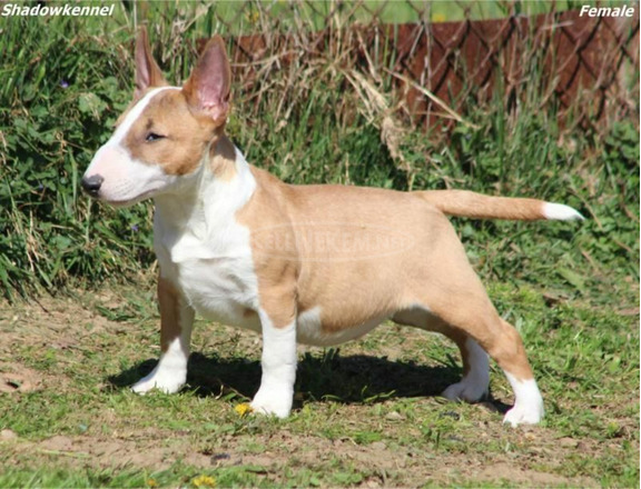 Mini bullterrier kölykök - 6/7
