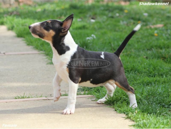 Mini bullterrier kölykök - 7/7