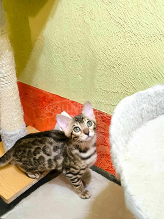 Eladó két törzskönyves barna Bengáli kislány Fanni és Rózi - 5/12