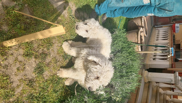 Komondor kölyök